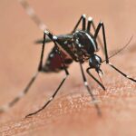 Dampak Jika Terkena Gigitan Nyamuk Wolbachia