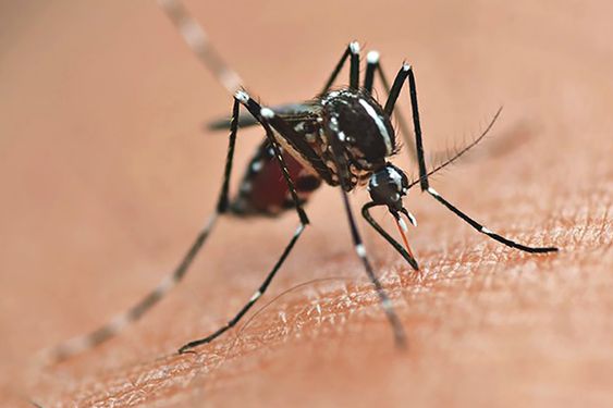 Dampak Jika Terkena Gigitan Nyamuk Wolbachia