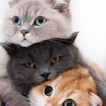 13 Jenis Kucing yang Paling Bersahabat
