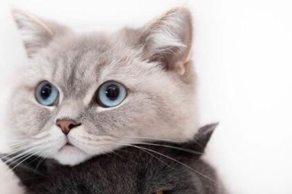 13 Jenis Kucing yang Paling Bersahabat