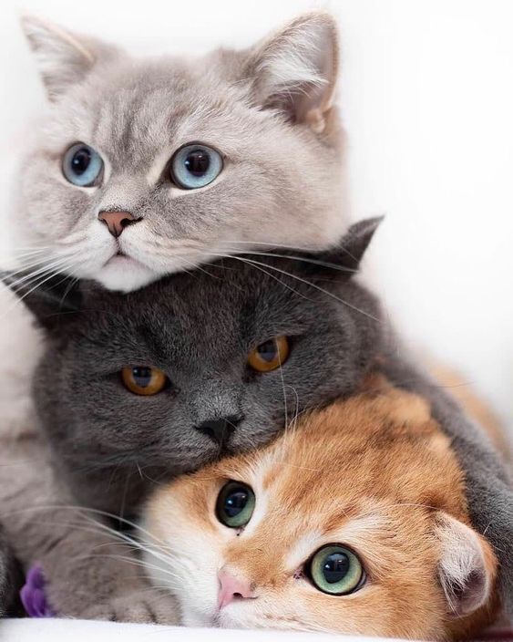 13 Jenis Kucing yang Paling Bersahabat