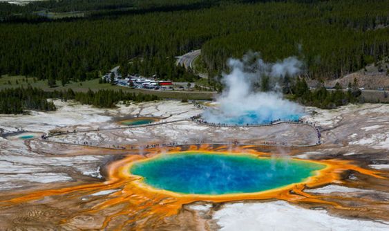Ada Penyakit Zombie di TN Yellowstone AS