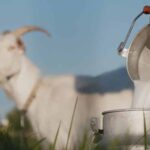 Nutrisi dan Manfaat Susu Kambing Etawa untuk Tubuh