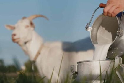 Nutrisi dan Manfaat Susu Kambing Etawa untuk Tubuh