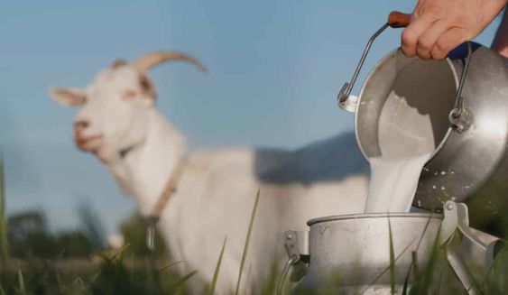 Nutrisi dan Manfaat Susu Kambing Etawa untuk Tubuh