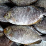 Fakta Menarik dan Manfaat Ikan Baronang