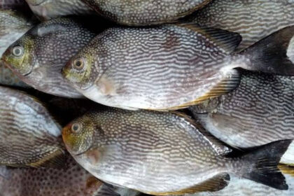 Fakta Menarik dan Manfaat Ikan Baronang