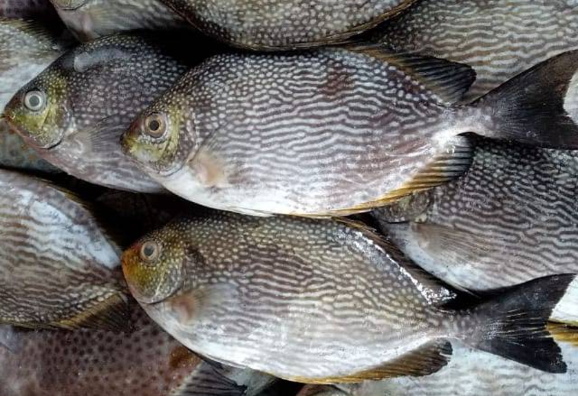Fakta Menarik dan Manfaat Ikan Baronang