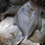 Fakta Ikan Bawal Kaya Nutrisi untuk Kesehatan