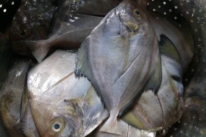 Fakta Ikan Bawal Kaya Nutrisi untuk Kesehatan
