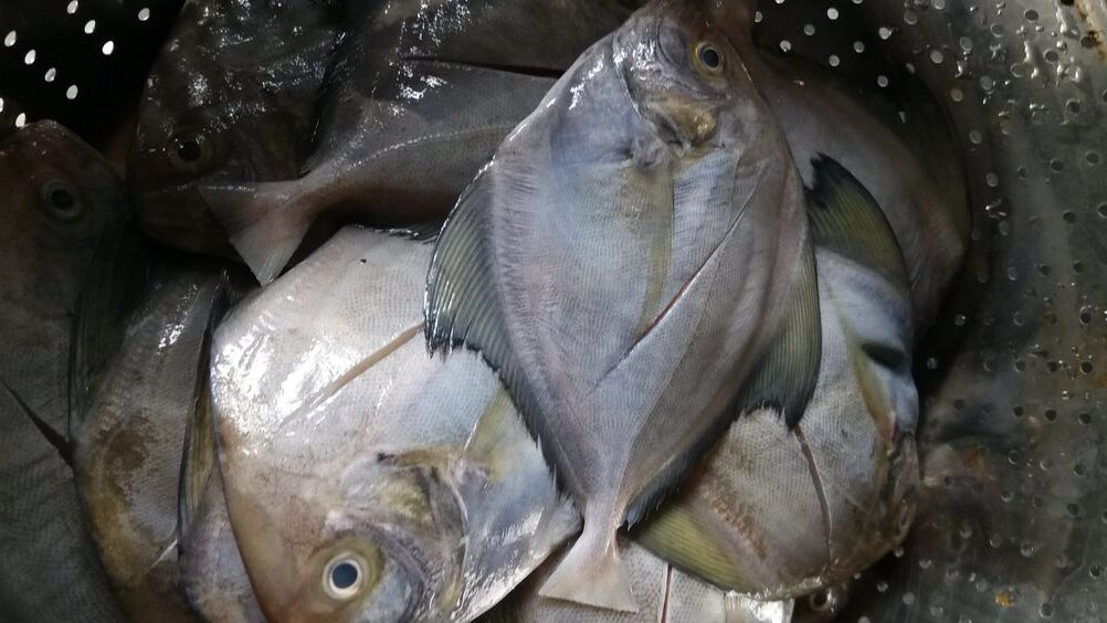 Fakta Ikan Bawal Kaya Nutrisi untuk Kesehatan
