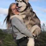 Fakta Menarik Mengenai Anjing Husky