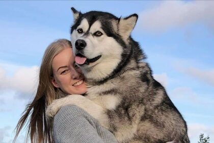 Fakta Menarik Mengenai Anjing Husky