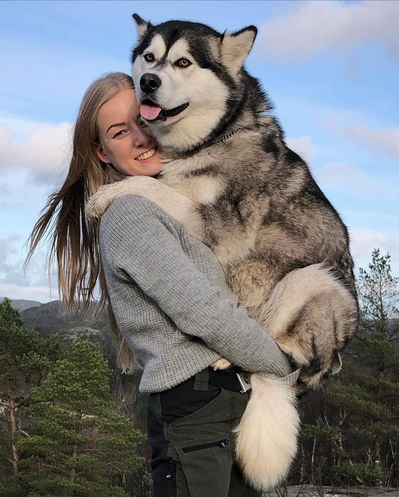 Fakta Menarik Mengenai Anjing Husky
