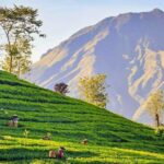Rekomendasi Kota Paling Nyaman untuk Pensiun di Indonesia