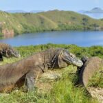 Seekor Anak Komodo Diselundupkan dalam Truk Pisang
