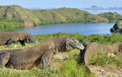 Seekor Anak Komodo Diselundupkan dalam Truk Pisang