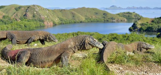 Seekor Anak Komodo Diselundupkan dalam Truk Pisang