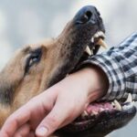 Wasapada Gejala Rabies pada Manusia