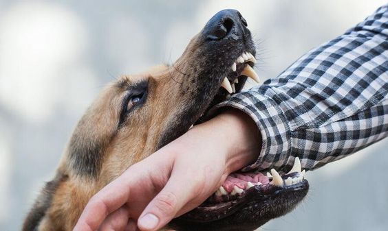 Wasapada Gejala Rabies pada Manusia