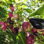 Tips Mengonsumsi dan Menyimpan Buah Jamblang