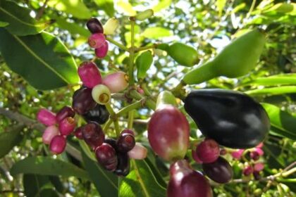 Tips Mengonsumsi dan Menyimpan Buah Jamblang