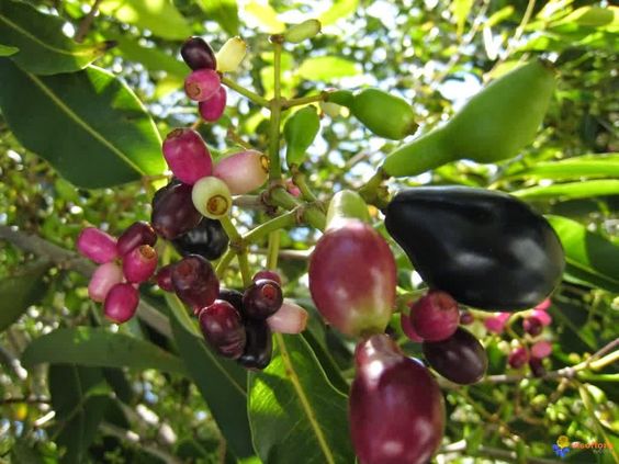 Tips Mengonsumsi dan Menyimpan Buah Jamblang