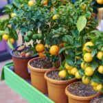 Buah yang Bisa di Tanam dalam Pot Rumah