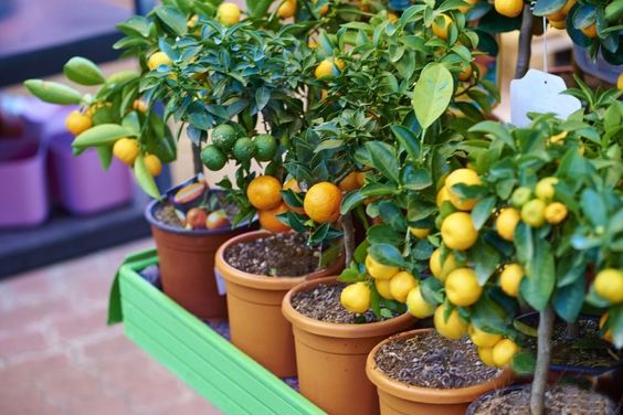 Buah yang Bisa di Tanam dalam Pot Rumah