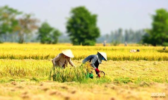 Ternyata Petani Merupakan Sebuah Akronim, Sudah Tahu?
