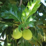 Manfaat Buah Sukun untuk Kesehatan yang Jarang Diketahui
