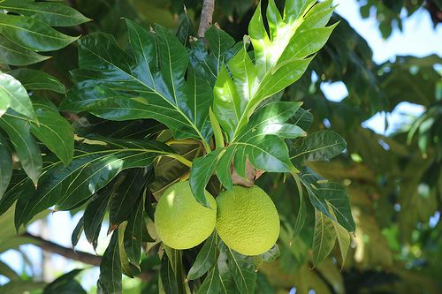 Manfaat Buah Sukun untuk Kesehatan yang Jarang Diketahui