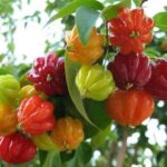 Manfaat Buah Dewandaru untuk Kesehatan yang Jarang Diketahui
