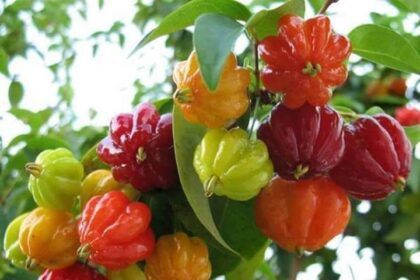Manfaat Buah Dewandaru untuk Kesehatan yang Jarang Diketahui