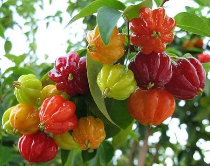Manfaat Buah Dewandaru untuk Kesehatan yang Jarang Diketahui