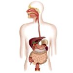 10 Jenis Organ Pencernaan Manusia dan Fungsinya