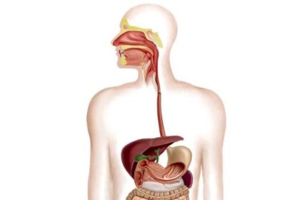 10 Jenis Organ Pencernaan Manusia dan Fungsinya
