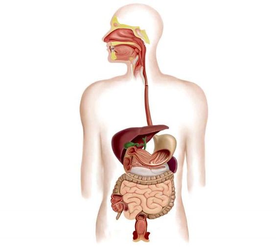 10 Jenis Organ Pencernaan Manusia dan Fungsinya