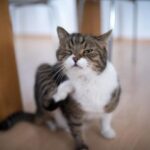 Ciri-Ciri Gigitan Kutu Kucing pada Manusia