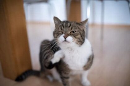 Ciri-Ciri Gigitan Kutu Kucing pada Manusia
