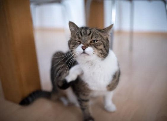 Ciri-Ciri Gigitan Kutu Kucing pada Manusia