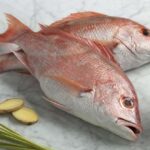 Perbedaan Ikan Kakap Merah dan Ikan Kakap Putih