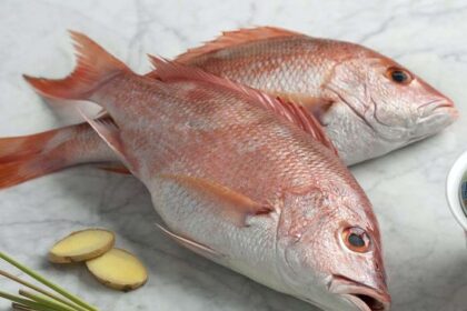 Perbedaan Ikan Kakap Merah dan Ikan Kakap Putih
