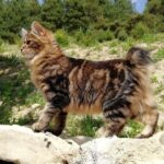 5 Ras Kucing yang Paling Langka di Dunia