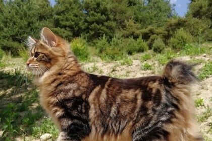 5 Ras Kucing yang Paling Langka di Dunia