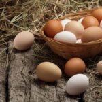 Makan Telur Ayam Kampung Saat Sahur Bantu Puasa Lebih Kuat