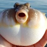 Lebih Berbahaya dari Sianida, Ini Efek Keracunan Ikan Buntal