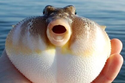 Lebih Berbahaya dari Sianida, Ini Efek Keracunan Ikan Buntal
