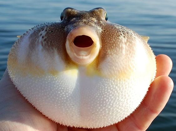 Lebih Berbahaya dari Sianida, Ini Efek Keracunan Ikan Buntal