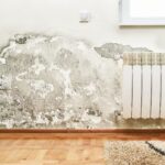 Mengenal Black Mold, Jamur Hitam di Tembok yang Berbahaya